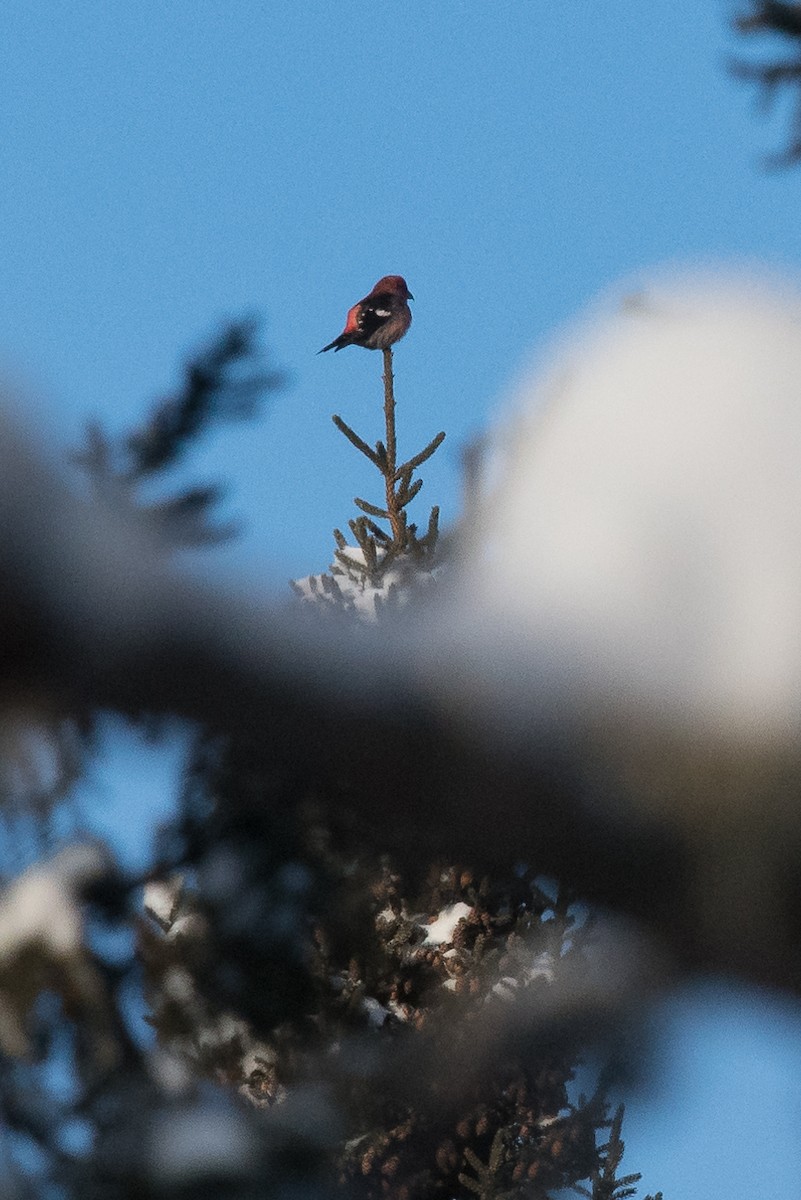 White-winged Crossbill - ML142335371