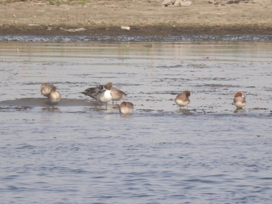 Northern Pintail - Jeanette Frazier