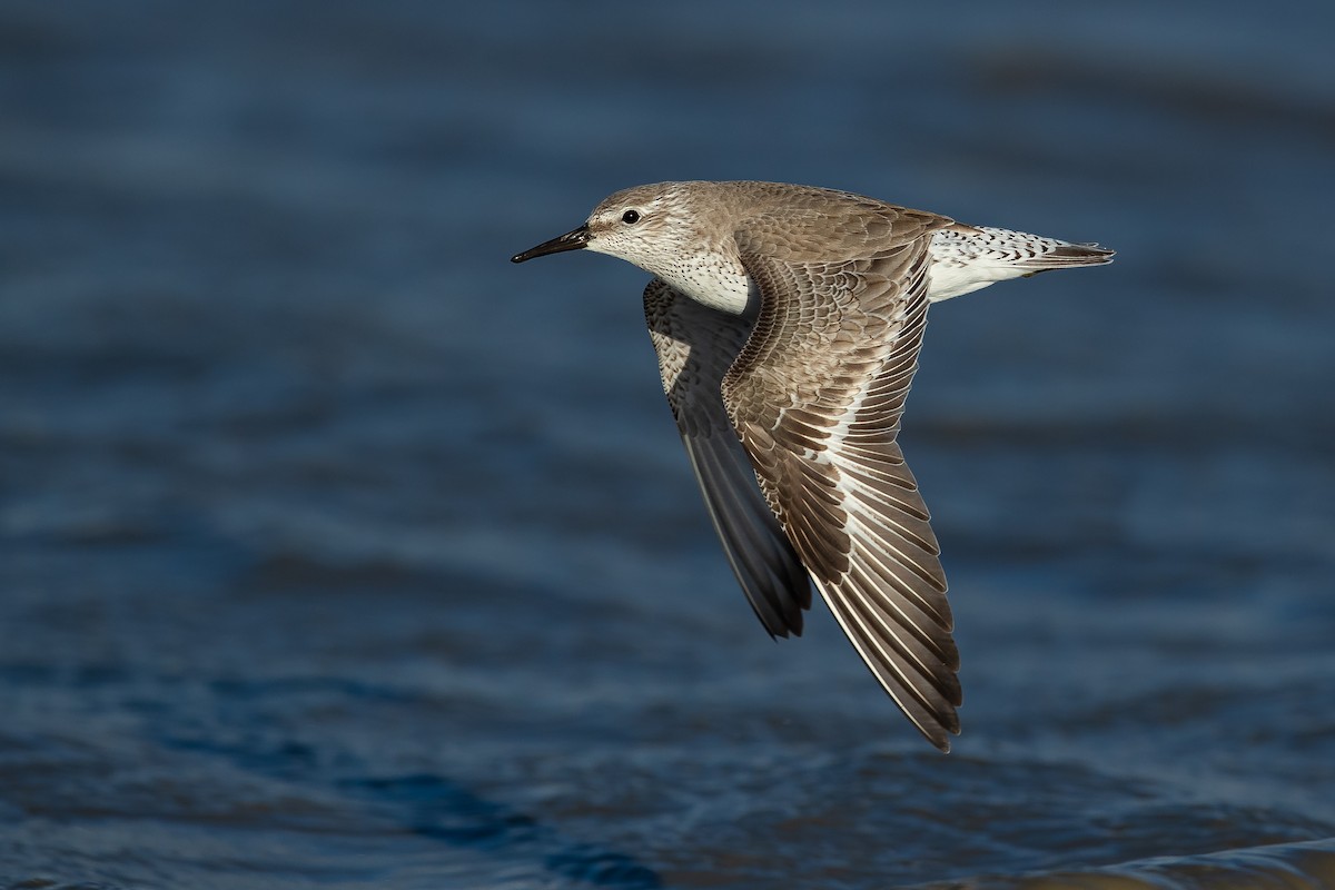 Red Knot - Dorian Anderson