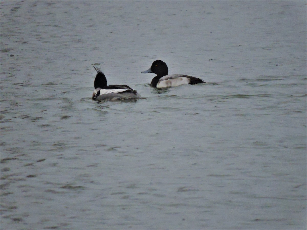 Greater Scaup - ML142337981