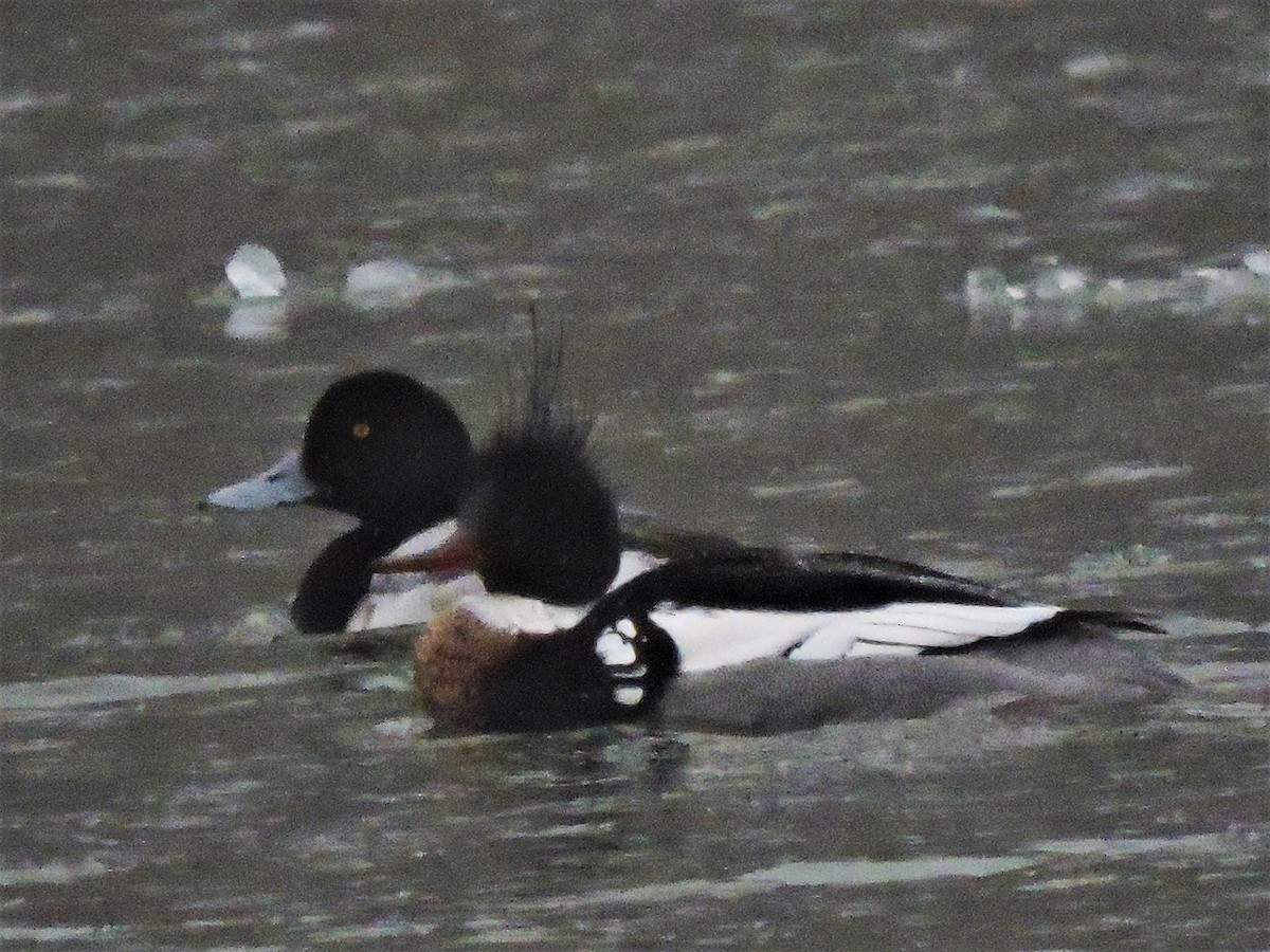 Greater Scaup - ML142337991