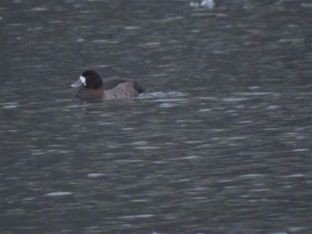 Greater Scaup - ML142338021