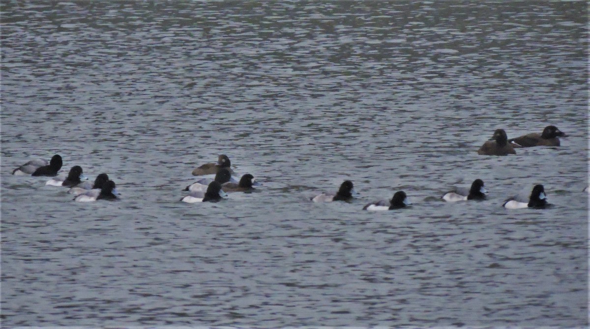 Greater Scaup - ML142338031