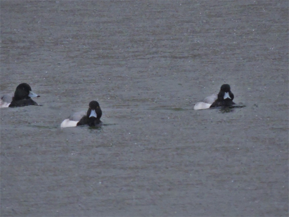 Greater Scaup - ML142338041