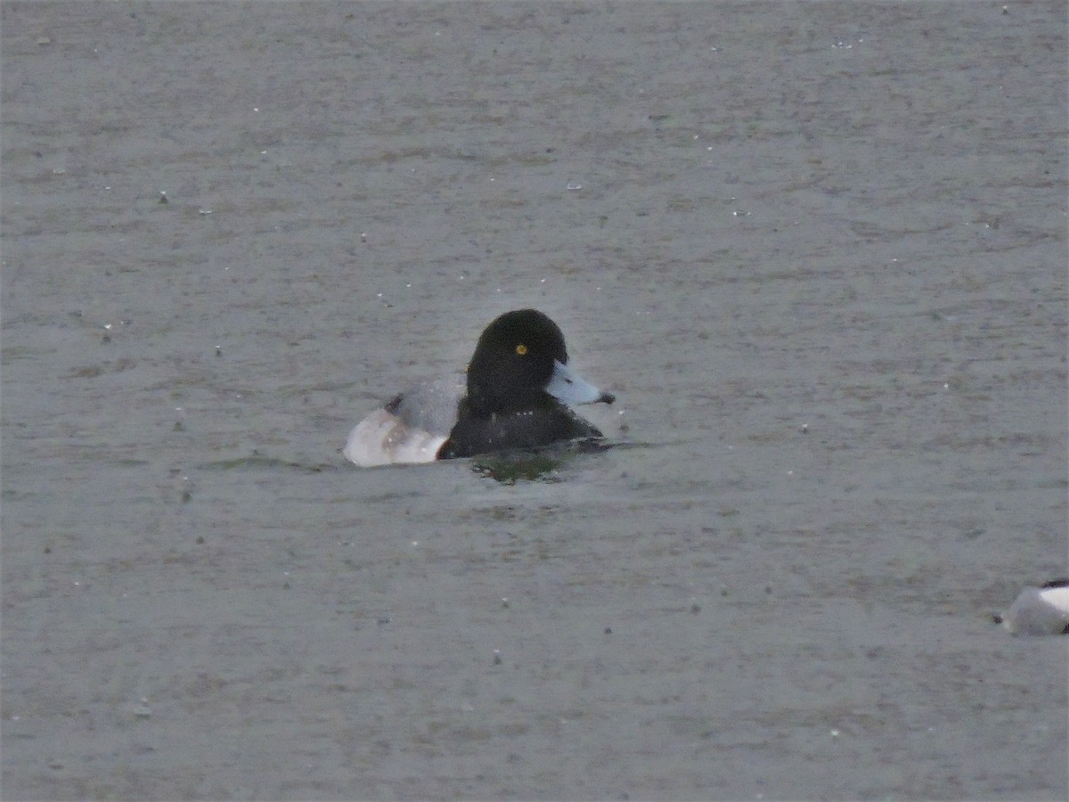 Greater Scaup - ML142338051