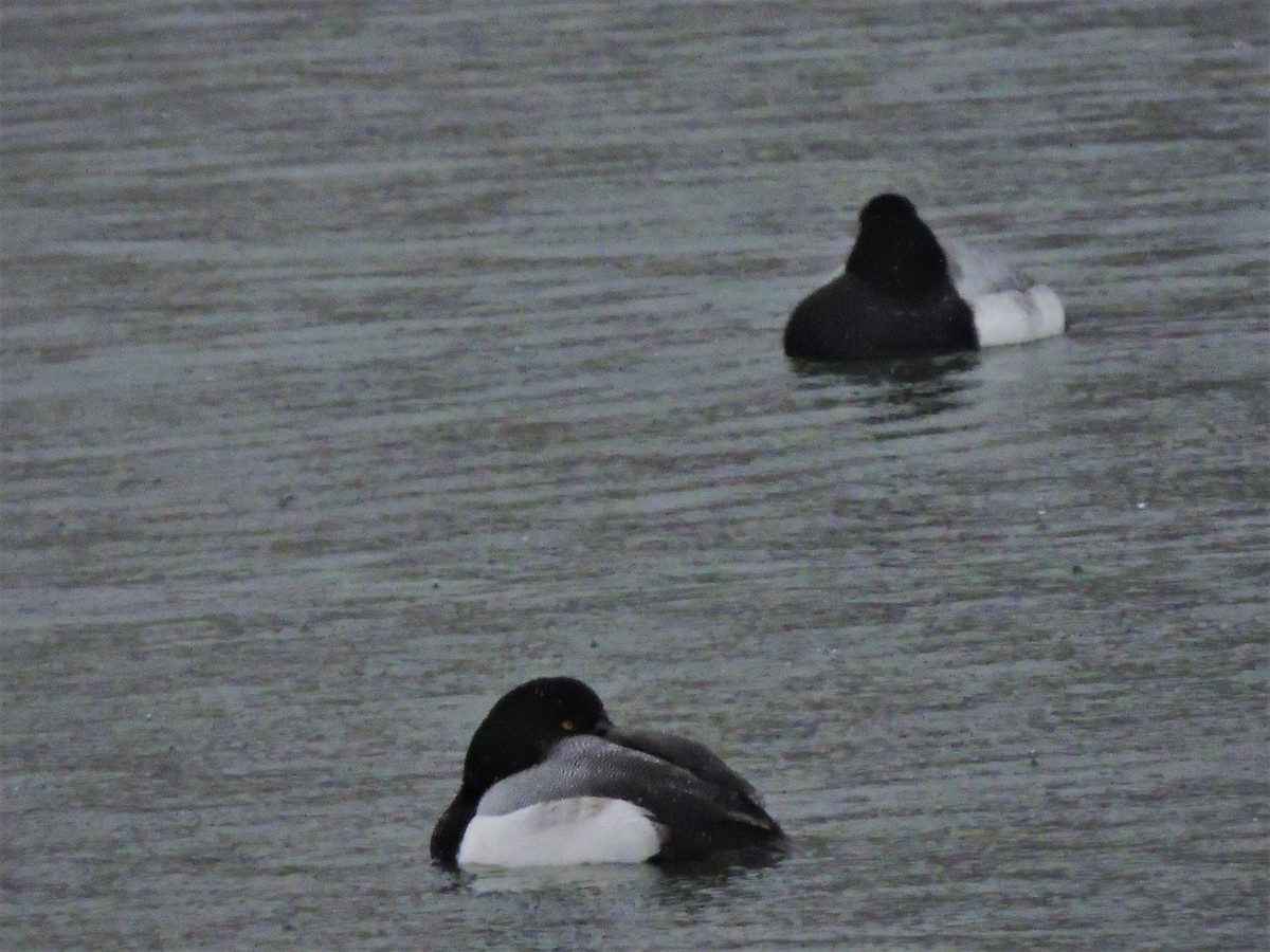 Greater Scaup - ML142338071