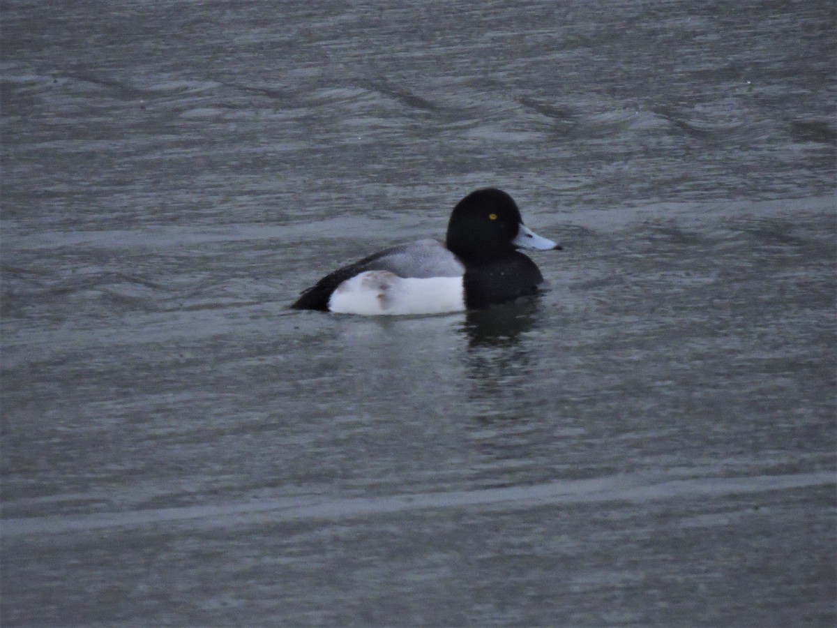 Greater Scaup - ML142338101