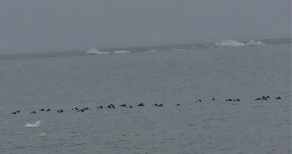 Greater Scaup - ML142338111