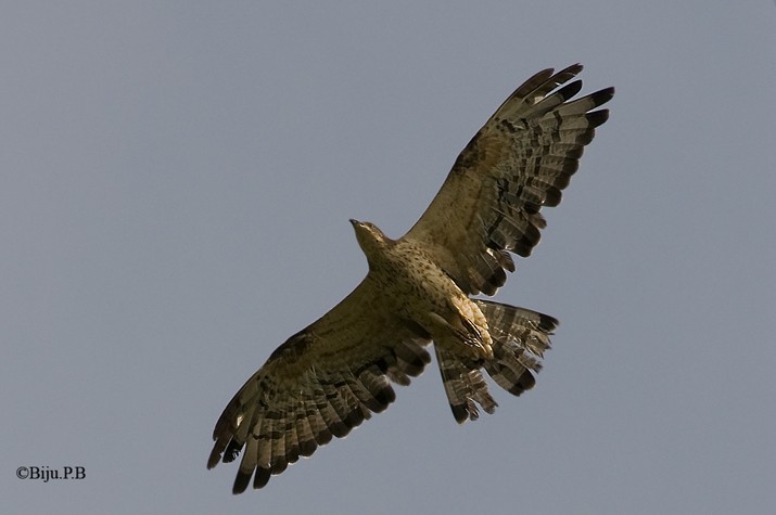 Oriental Honey-buzzard - ML142339241