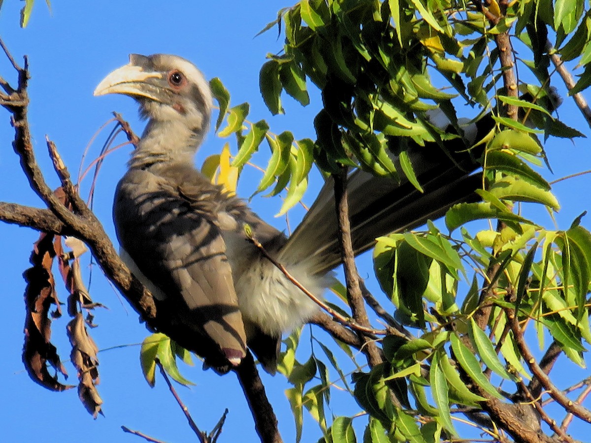 Indian Gray Hornbill - ML142341301