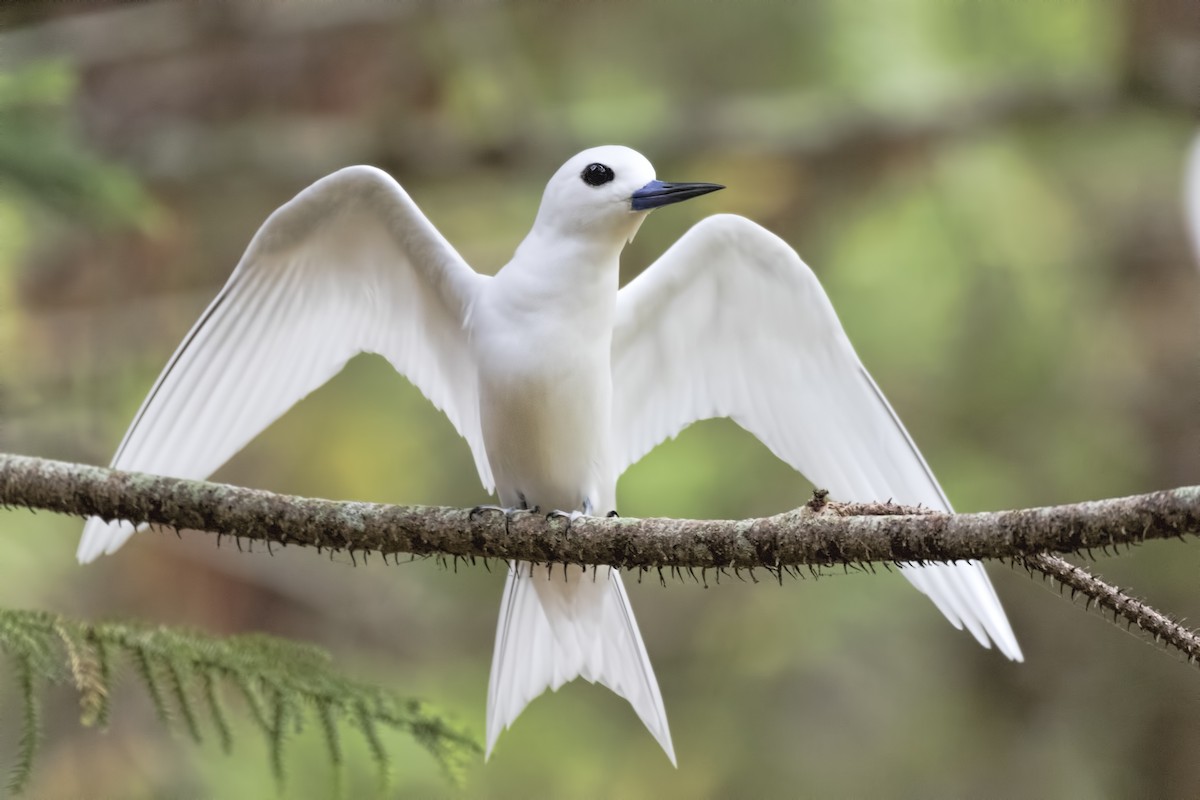 White Tern - Jill Duncan &  Ken Bissett