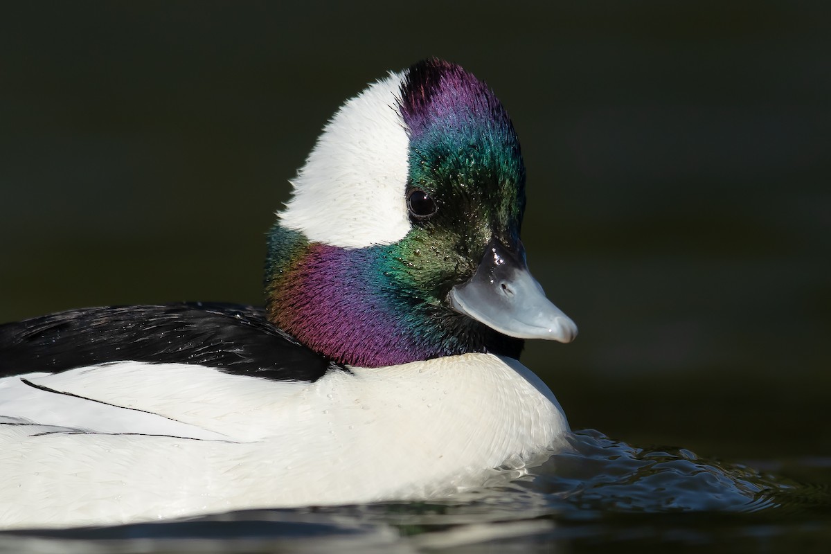 Bufflehead - ML142342261