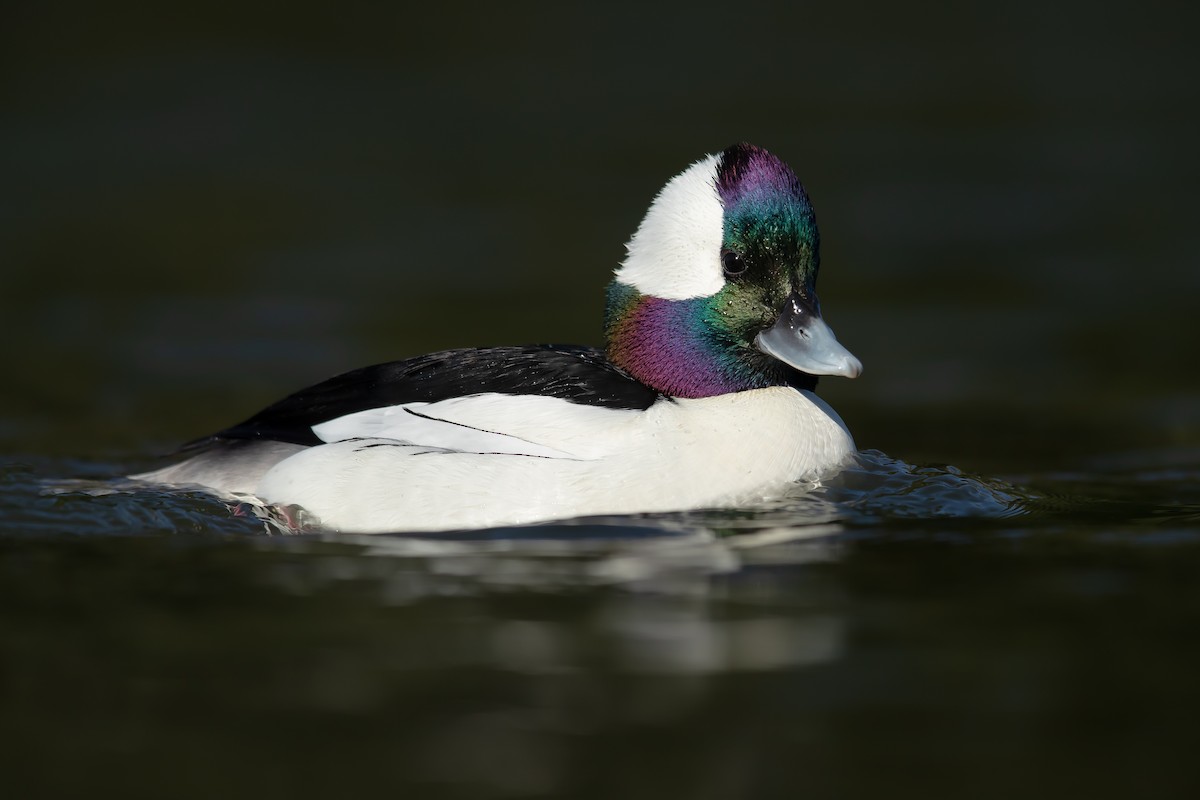 Bufflehead - ML142342291