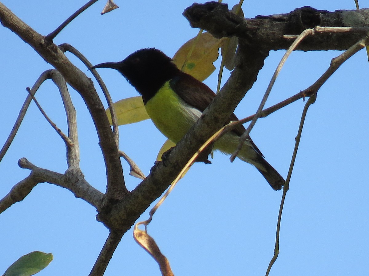 Purple-rumped Sunbird - Santharam V