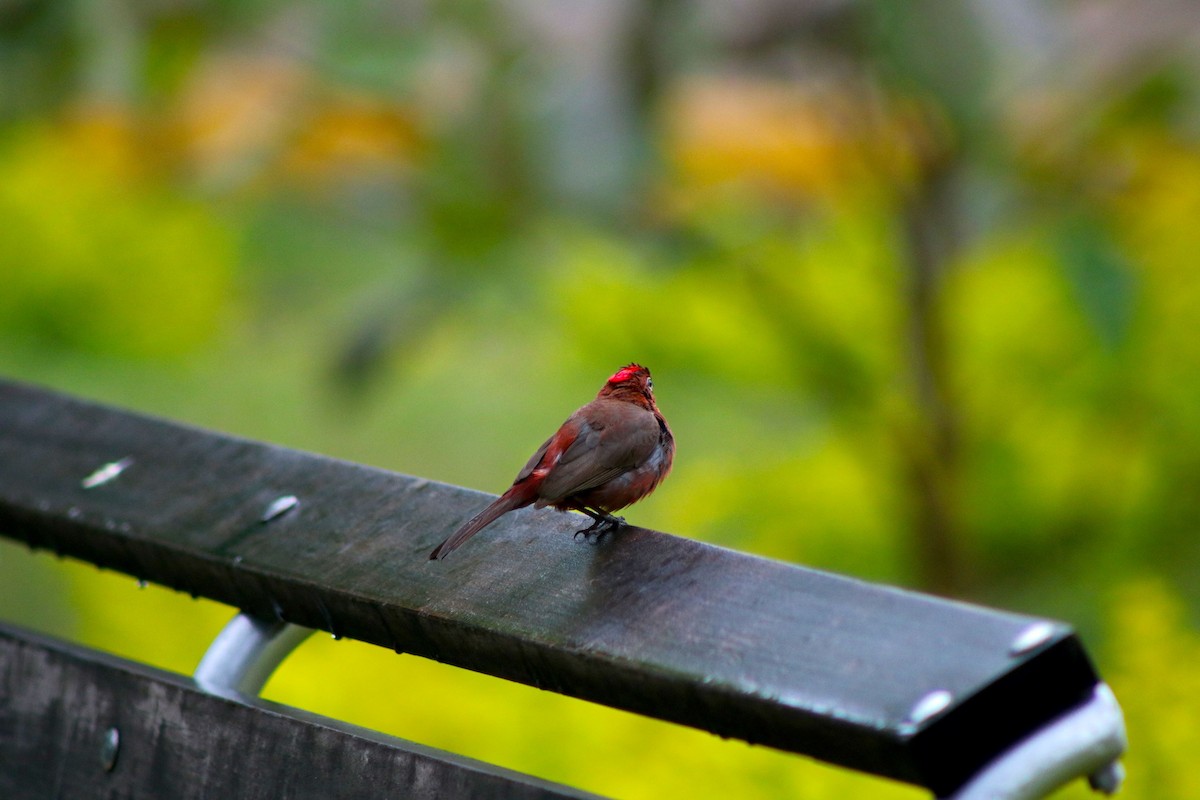 Red-crested Finch - ML142345541