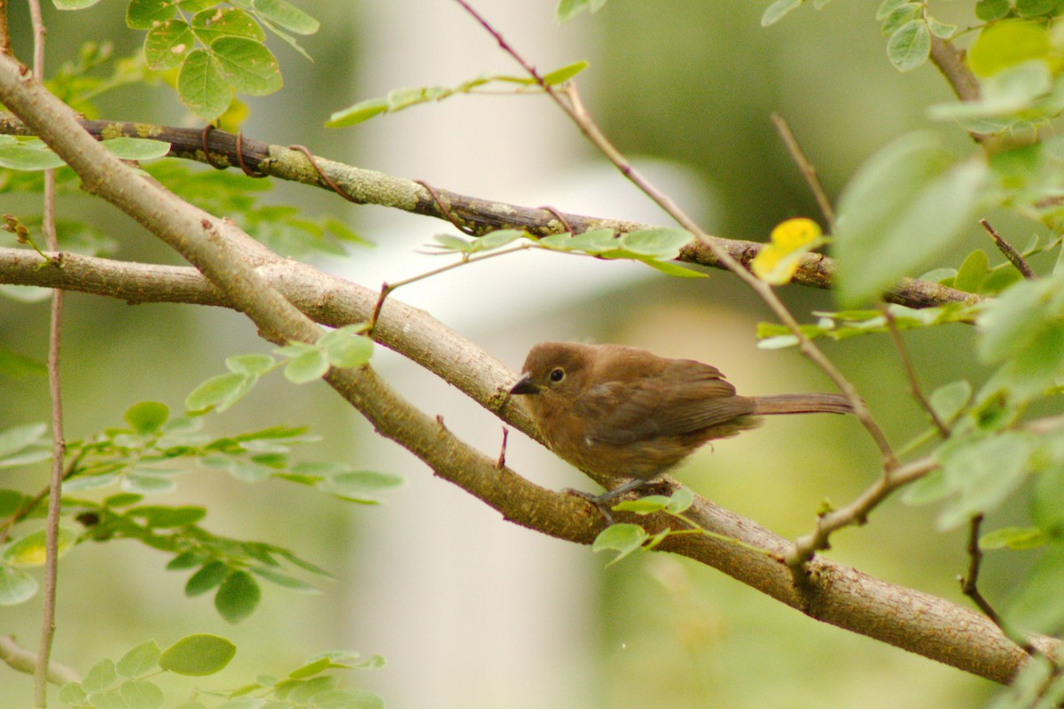 Red-crested Finch - ML142345741