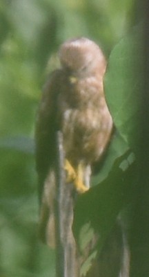 Common Buzzard - ML142346261