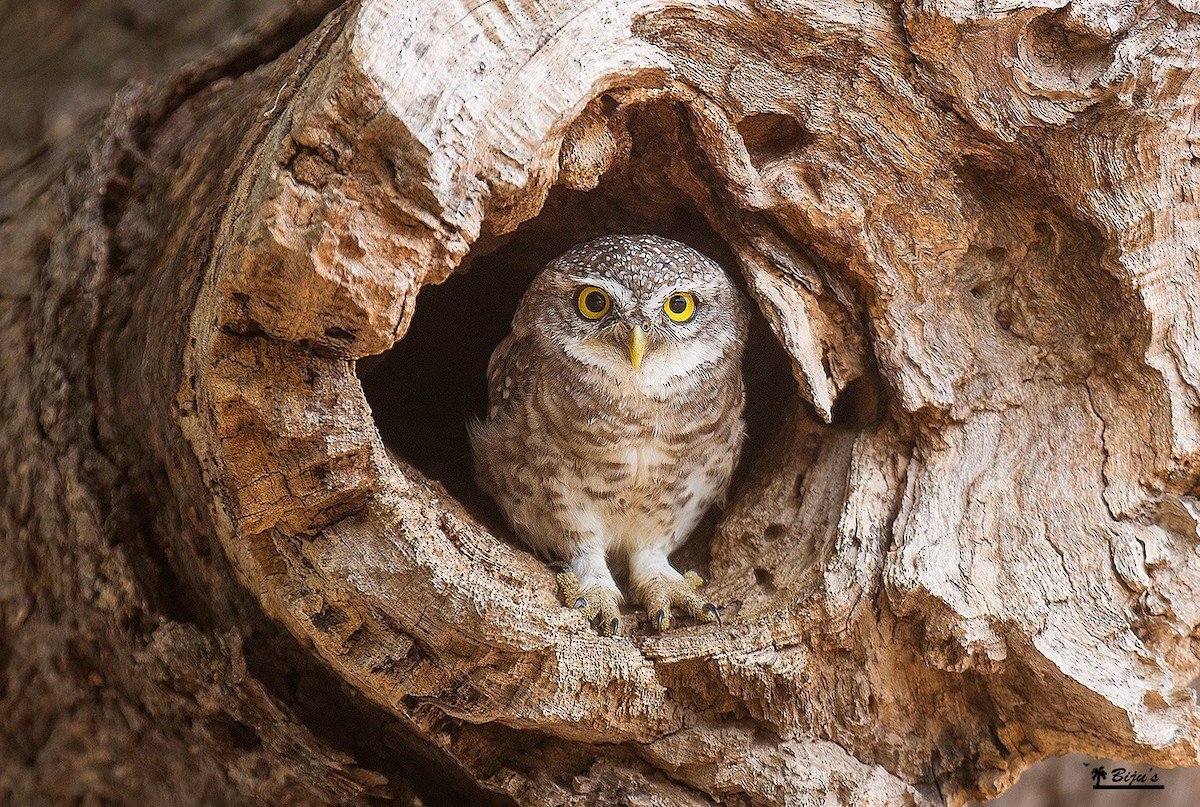 Spotted Owlet - ML142347441