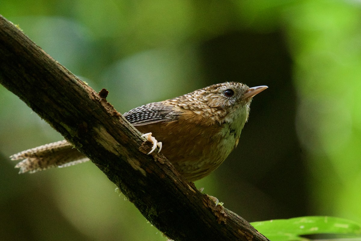 Bar-winged Wren-Babbler - ML142347721