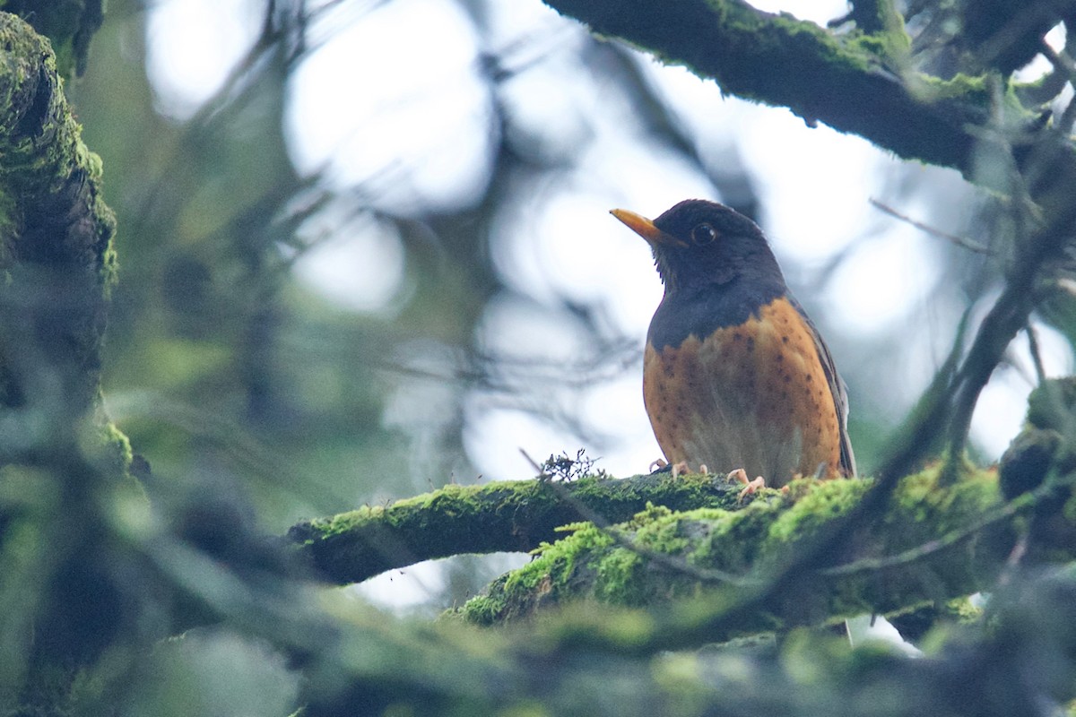 Black-breasted Thrush - Qin Huang