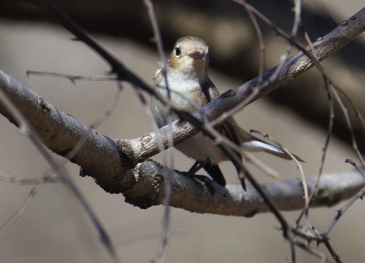 Red-breasted Flycatcher - ML142348941