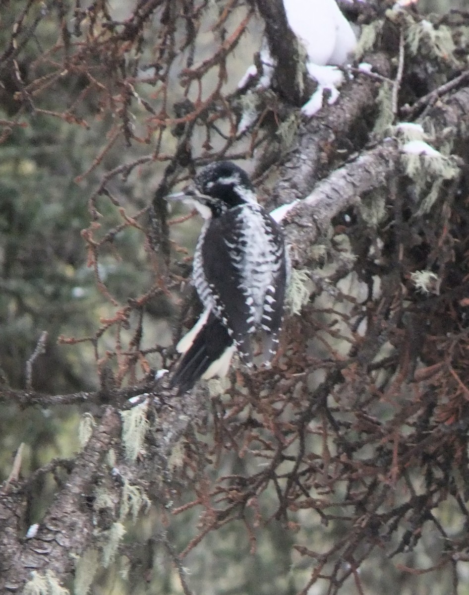 American Three-toed Woodpecker - Scott & Jill Tansowny