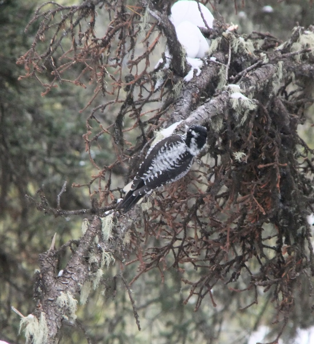 American Three-toed Woodpecker - Scott & Jill Tansowny