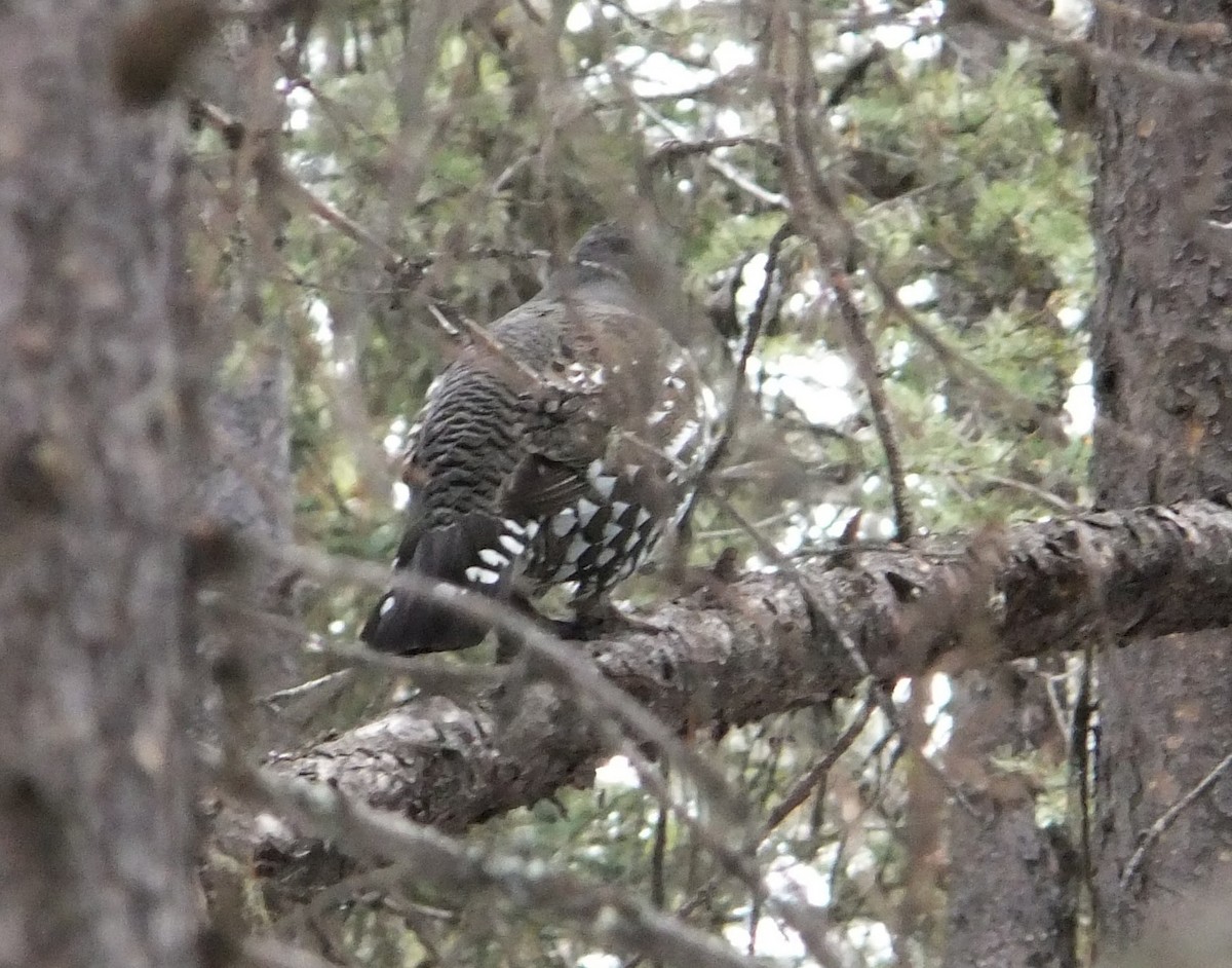 Spruce Grouse (Franklin's) - Scott & Jill Tansowny