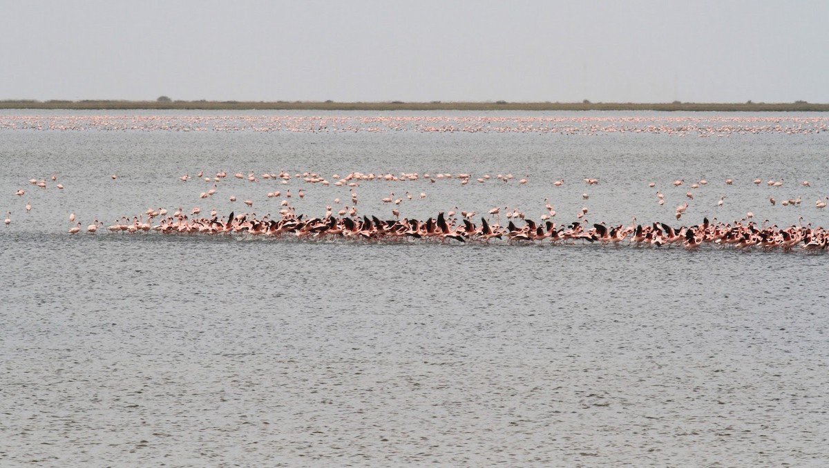 Lesser Flamingo - ML142350571