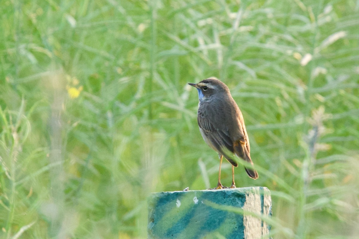 Bluethroat - ML142350901