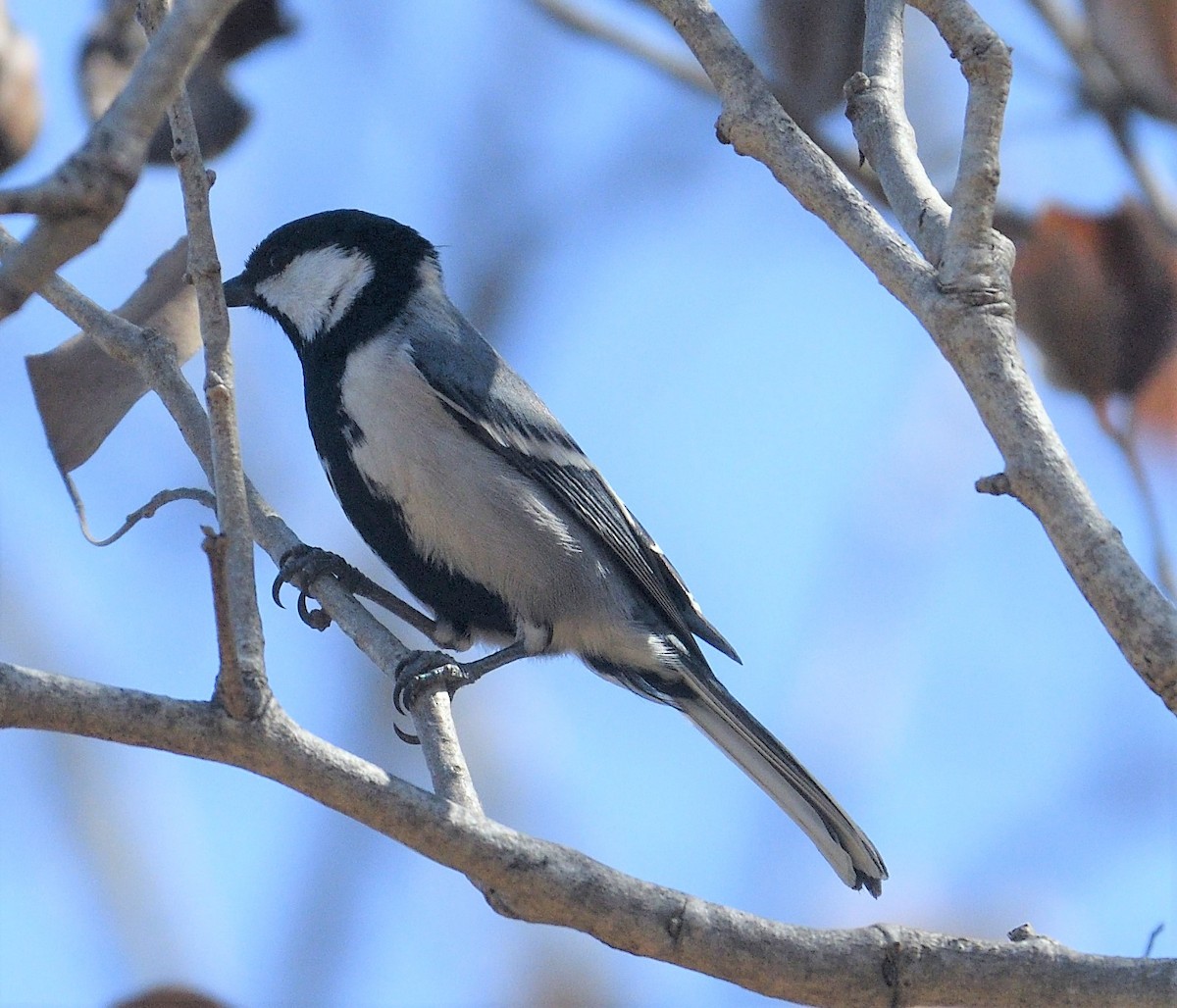 Cinereous Tit - ML142351241