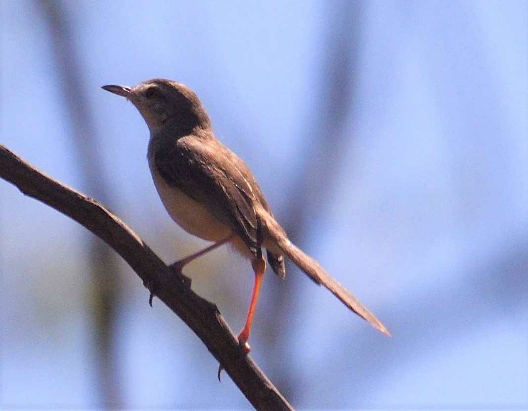 Jungle Prinia - ML142351331