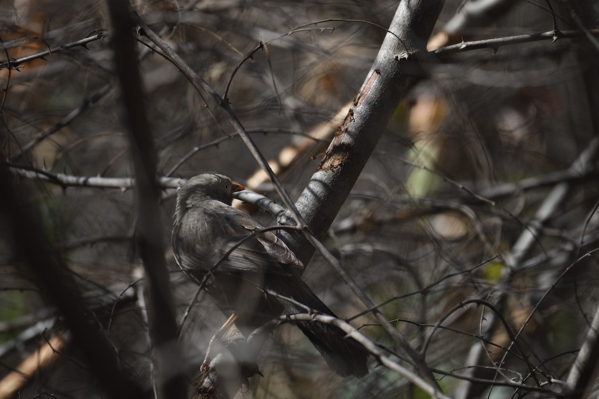 Yellow-billed Babbler - ML142351461