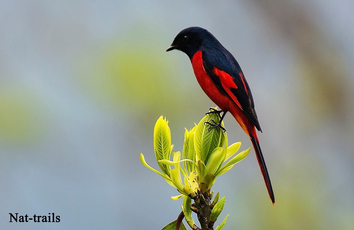 Short-billed Minivet - Biju PB