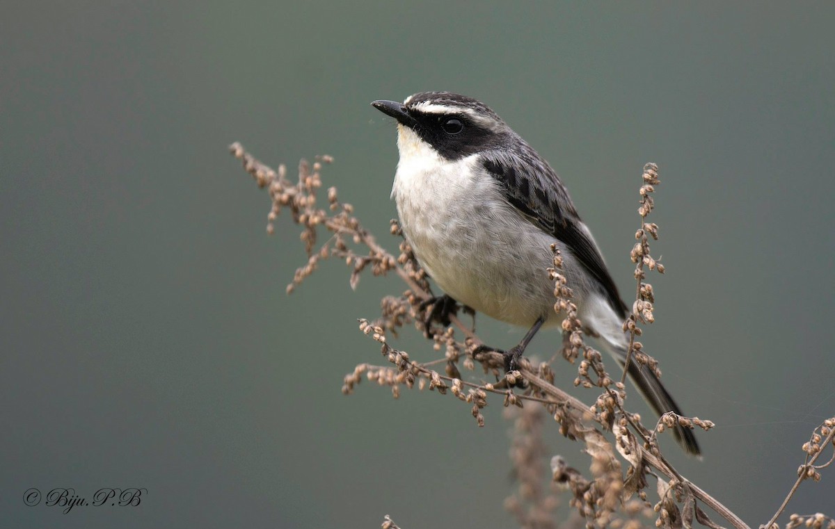 Gray Bushchat - ML142351951