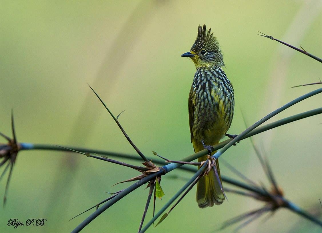 Striated Bulbul - ML142352021