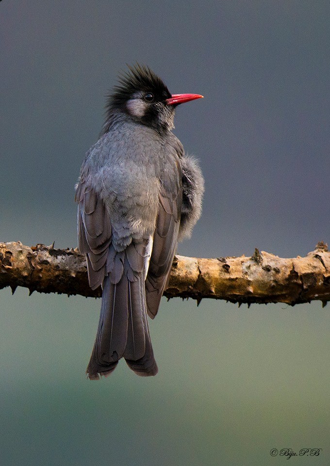 Black Bulbul - ML142352051