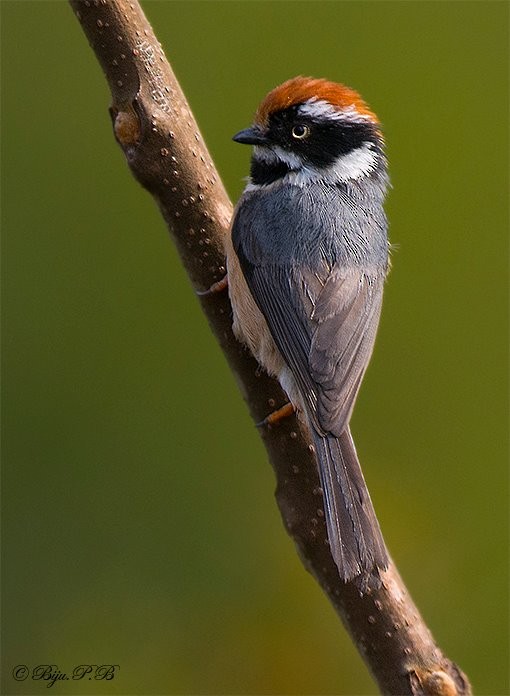 Black-throated Tit - ML142352081