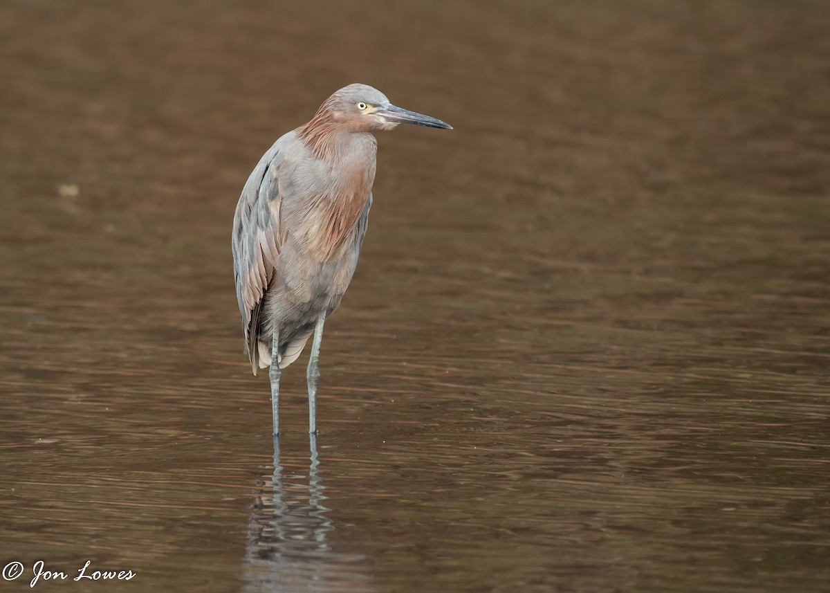 Reddish Egret - ML142353091