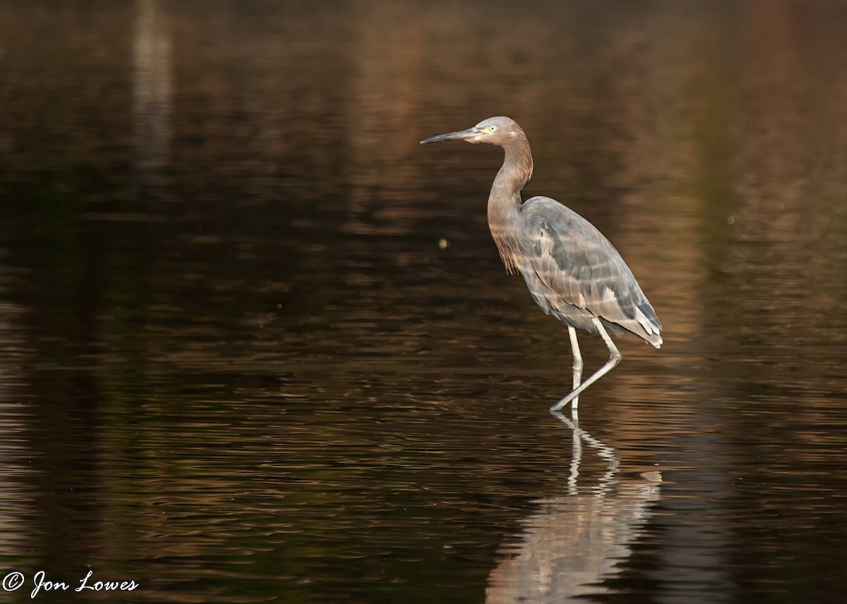 Reddish Egret - Jon Lowes