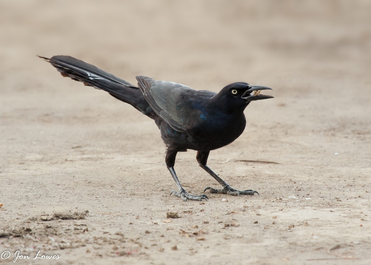 storhaletrupial (mexicanus gr.) - ML142355481