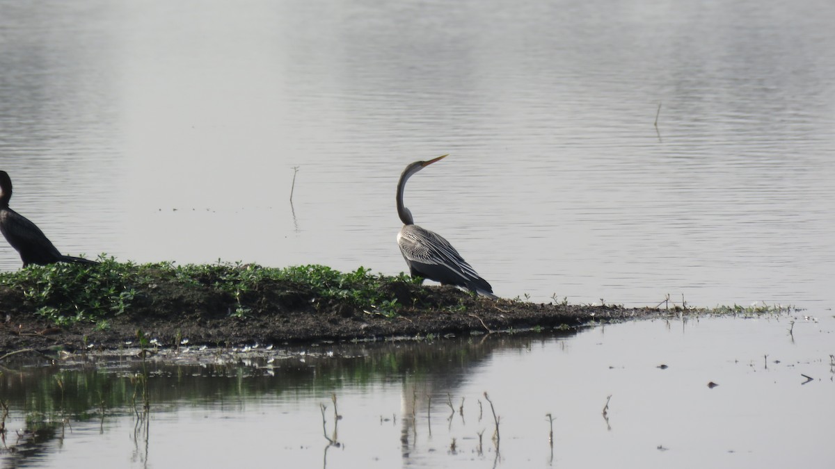 Oriental Darter - ML142355681