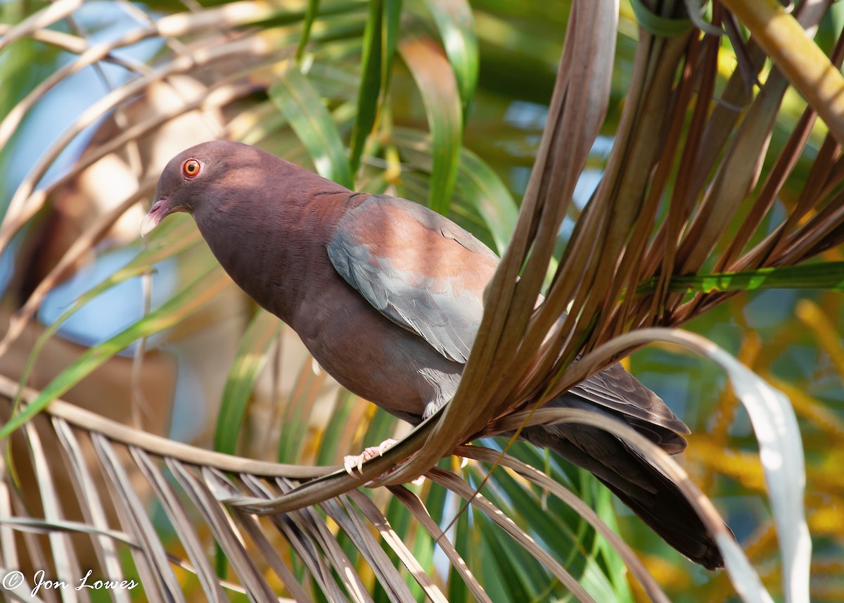 Red-billed Pigeon - ML142356111