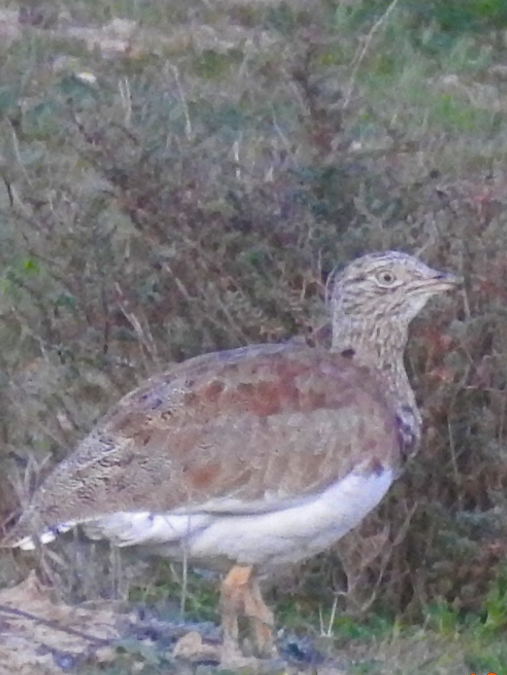 Little Bustard - Brian Carruthers