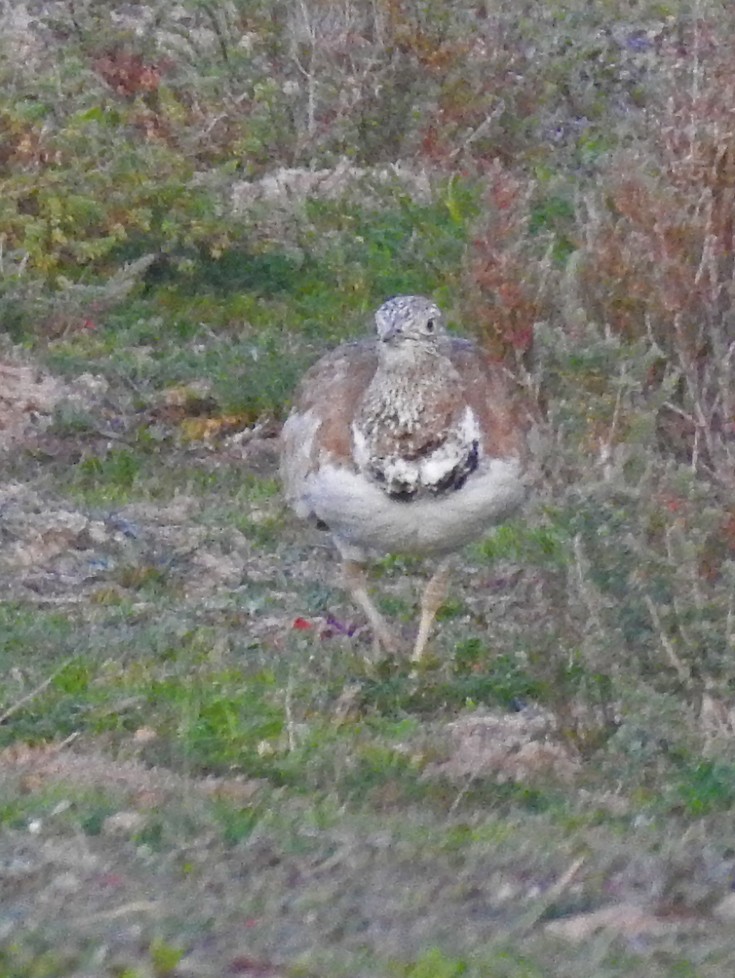 Little Bustard - ML142356901