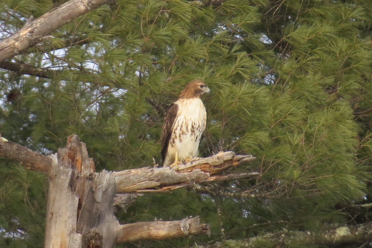 Red-tailed Hawk (borealis) - ML142357731