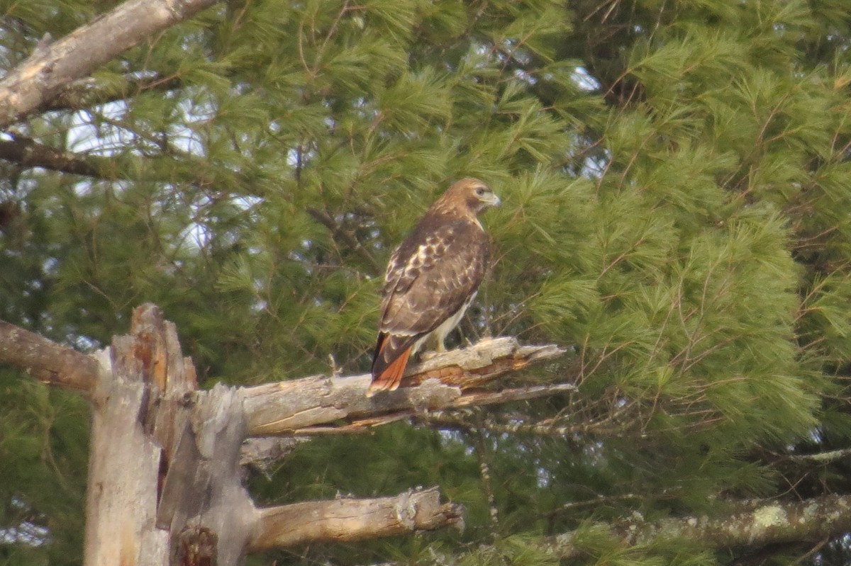 Red-tailed Hawk (borealis) - ML142357741