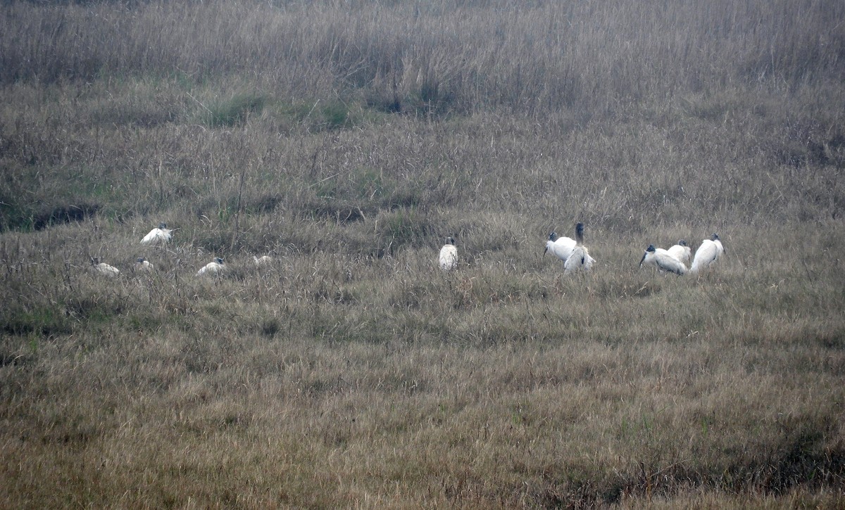 Wood Stork - ML142357981