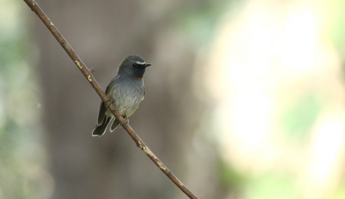 Rufous-gorgeted Flycatcher - ANKUSH CHOWDHURY