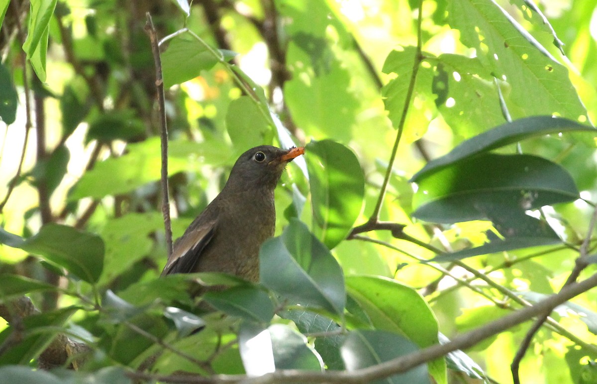 Gray-winged Blackbird - ANKUSH CHOWDHURY